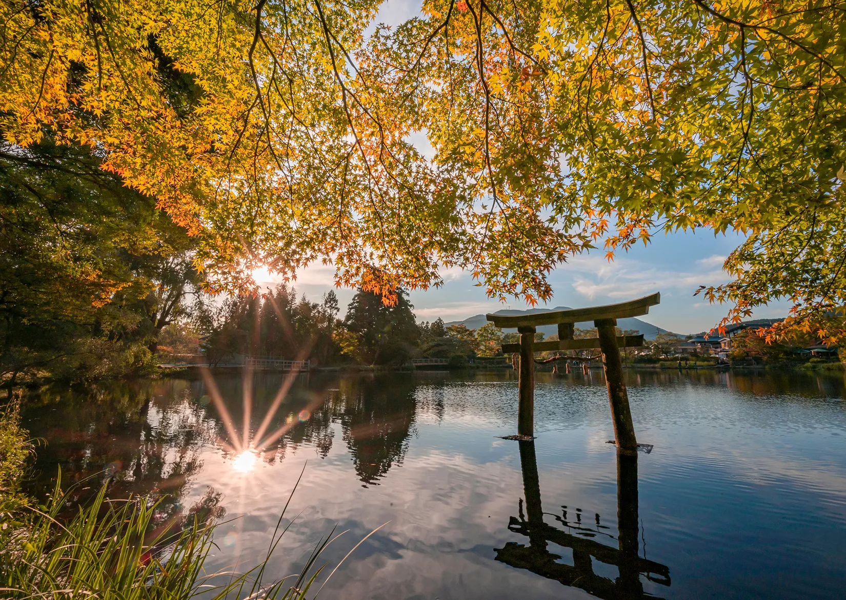 金鱗湖の紅葉と鳥居の様子
